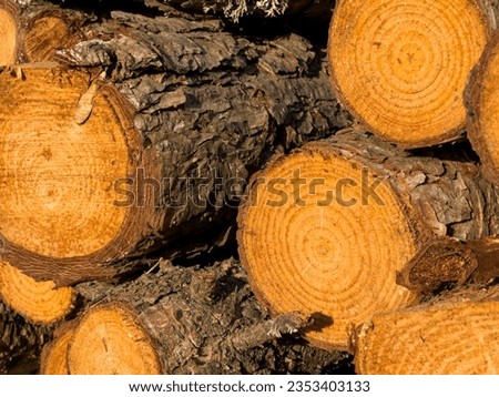 Llumberjack chopped the tree trunks for firewood with an axe. The texture of cut wood. Hiking fuel fuel for camping. Natural chopped wood. High quality photo