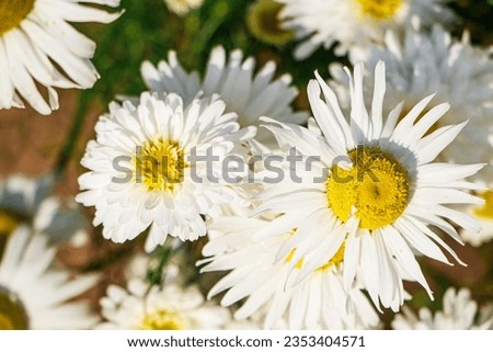 Chamomile flowers close-up. White petals of daisy flower. Summer natural background.