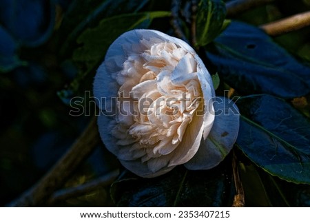 Camellia japonica ‘Mrs. D.W. Davis’ bears enormous, somewhat pendant, semi-double flowers in a pale apricot-pink.  Royalty-Free Stock Photo #2353407215