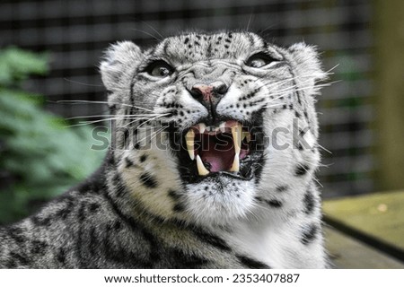 Snow Leopard in UK Zoo Royalty-Free Stock Photo #2353407887
