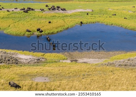 Bisons in Yellowstone National Park Royalty-Free Stock Photo #2353410165