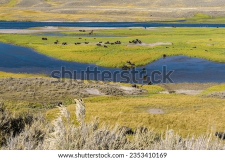 Bisons in Yellowstone National Park Royalty-Free Stock Photo #2353410169