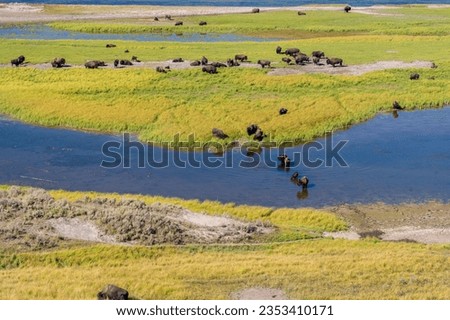 Bisons in Yellowstone National Park Royalty-Free Stock Photo #2353410171