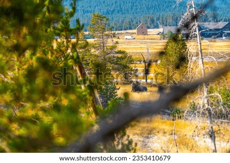 Bison in Yellowstone National Park Royalty-Free Stock Photo #2353410679