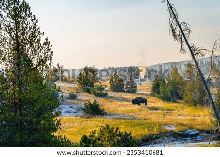 Bison in Yellowstone National Park Royalty-Free Stock Photo #2353410681