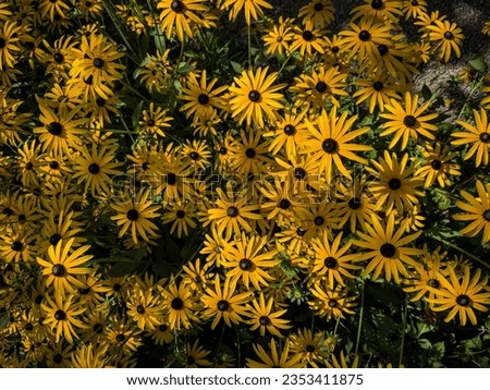 Black Eyed Susan flowers, with golden-yellow rays surrounding chocolate-brown central cone. Black-eyed-susans Coneflower bloom, top view