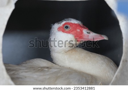 Muscovy hen in nest box