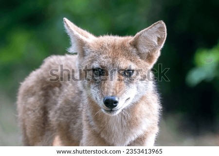Closeup picture of a  young coyote