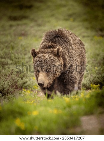 Grizzly Bear in the Grand Teton National Park