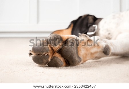 Dog paw with paw pads. Close up paw on front leg of extra large dog lying relaxed on living room floor. Paw health and anatomy concept. 2 years old male bluetick Coonhound. Selective focus. Royalty-Free Stock Photo #2353422457