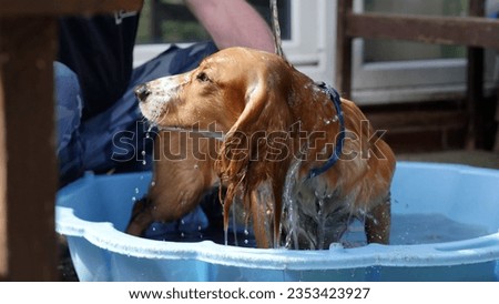 Cocker spaniel dog having a wash, rinsing shampoo off dirty dog to clean pet Royalty-Free Stock Photo #2353423927