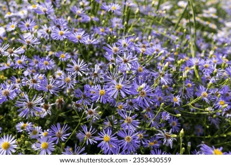 European michaelmas daisy (Aster amellus). Aster is a genus of flowering plants in the family Asteraceae. Royalty-Free Stock Photo #2353430559