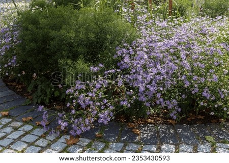 European michaelmas daisy (Aster amellus). Aster is a genus of flowering plants in the family Asteraceae. Royalty-Free Stock Photo #2353430593