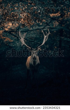 A picture of the wonderful, beautiful, long-horned deer in the wonderful autumn season, which makes the picture very beautiful