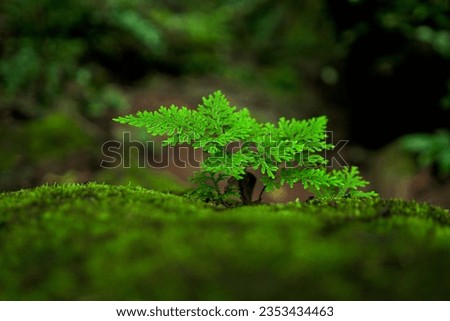 Natural art texture picture in rain forest. Fern tree, fern leaf, moss, fungus, green rock, exotic beauty, botanical landscape.
