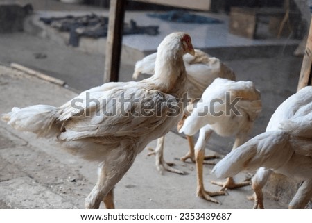 skinny white hen walking and looking for food on the ground or floor Royalty-Free Stock Photo #2353439687