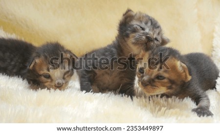 Group of black and brown newborn kittens on crame yellow background, stock photo of kittens