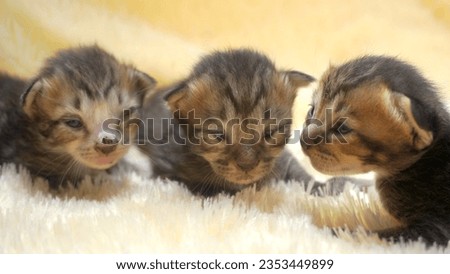 Group of black and brown newborn kittens on crame yellow background, stock photo of kittens