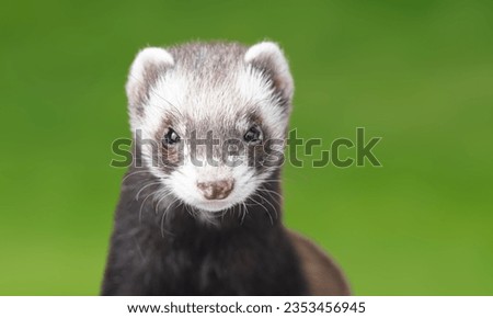 Endangered Animal
Animal
Black-Footed Ferret Royalty-Free Stock Photo #2353456945