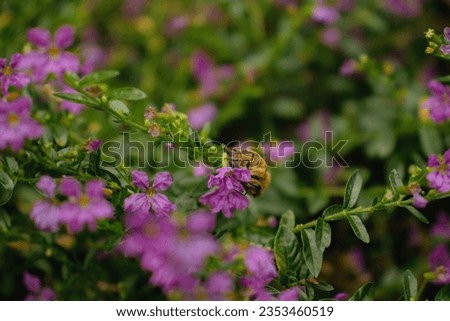 The Picture of Mexican Heater plant with bright purple color of the flower and honeybee was collected the nectar.