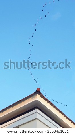 group of sparrows flying under the pretty blue sky