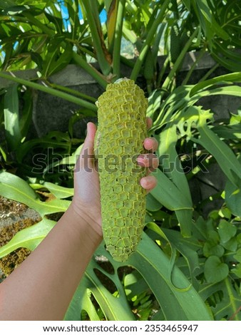 the fruit of the monstera deliciosa plant, the taste is sweet fresh like pineapple Royalty-Free Stock Photo #2353465947