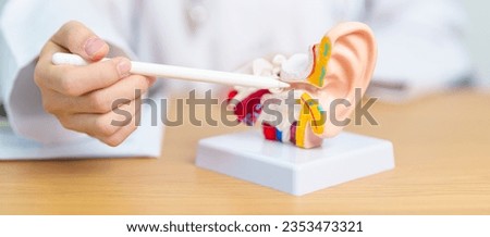 Doctor with human Ear anatomy model. Ear disease, Atresia, Otitis Media, Pertorated Eardrum, Meniere syndrome, otolaryngologist, Ageing Hearing Loss, Schwannoma and Health Royalty-Free Stock Photo #2353473321