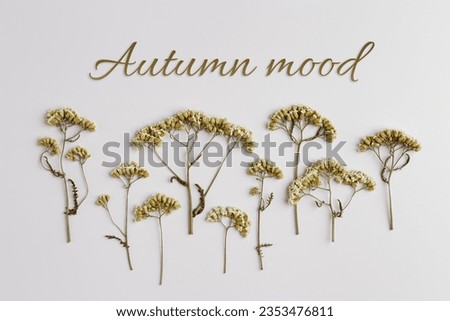 Minimal autumn concept with dried wild flowers on beige background, nature autumnal decor, still life photo earth colors, minimal style flat lay pattern of natural forest flowers. Text autumn mood