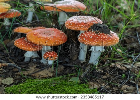 Close-up picture of a Amanita poisonous mushroom in nature. Amanita muscaria family
