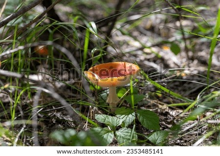 Close-up picture of a Amanita poisonous mushroom in nature.