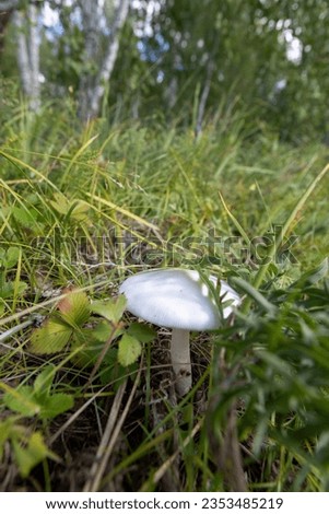Close-up picture of a Amanita poisonous mushroom in nature.