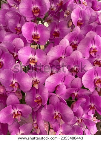 A pink orchid flower bouquet arrangement is that good for background picture