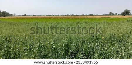 Green crop field. Agriculture concept. Crop in village outside. Agricultural landscape background