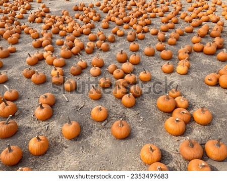 Small pumpkins in a Pumpkin patch