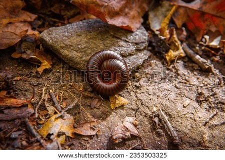American giant millipede rolled up beside a rock Royalty-Free Stock Photo #2353503325