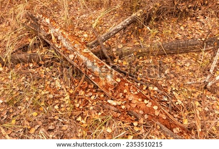 An old log in the forest lies on the ground in autumn.