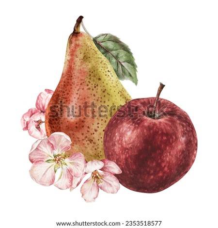 Pear with Apple and flowers. Watercolor botanical illustration of red Fruits. Hand drawn food clip art isolated on white background. Drawing of spring composition with pink blossom for food packaging