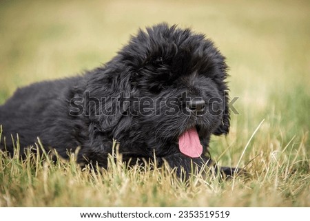 Tongue out newfoundland puppy in the grass with blurred background Royalty-Free Stock Photo #2353519519