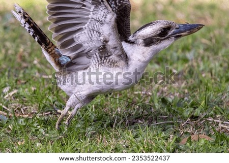 Australian Laughing Kookaburra with worm in beak