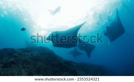 Giant oceanic manta rays or Mobula birostris slowly swim underwater in Nusa Penida, Bali, Indonesia Royalty-Free Stock Photo #2353524321