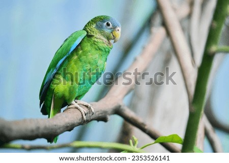  A beautiful Jamaican amazon sitting on the branch. Amazona collaria. Portrait of a  yellow-billed amazon.                              Royalty-Free Stock Photo #2353526141