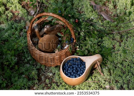 Collected edible mushrooms in a wicker basket. A basket of mushrooms stands in the forest on a green fluffy moss