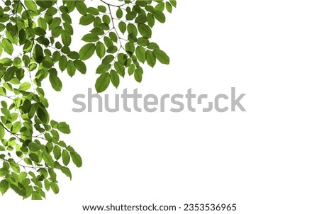 branch leaves or green leaf isolated. Tree Leaf Frame Royalty-Free Stock Photo #2353536965
