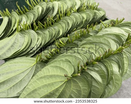 Stack of Betel leaves in basket Royalty-Free Stock Photo #2353538325