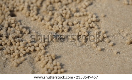 Soldier crab, Dotilla myctiroides is a species of sand bubbler crab found on tropical shores and mud-flats of Thailand, Wind crab are playing on the sand. Royalty-Free Stock Photo #2353549457