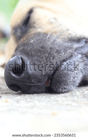 Black nose of a  dog thai close up.Blurred background.