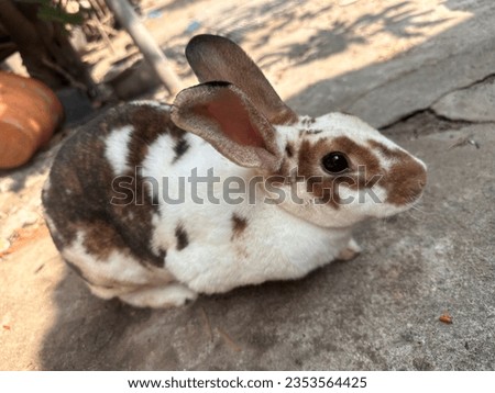 A picture of an adult male rabbit with a fat body, short hair, with white and brown fur. Health