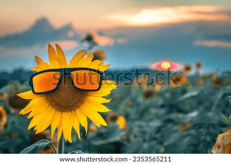 Beautiful sunflower at sunset with sunglasses, natural background. Soft selective focus. Artificially created grain for the picture. Atmospheric distortion, hot air distortion, heat distortion, air re