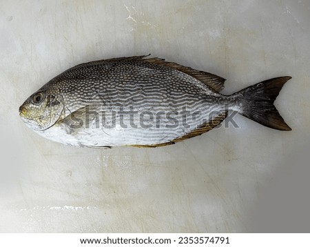 fresh raw cold seafood rabbit silver small whole fish ikan on white ice background halal food cuisine hyper market menu for restaurant ingredient design