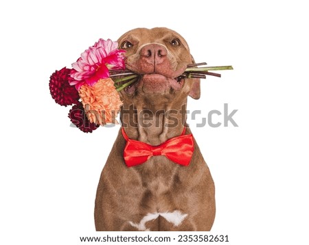 Cute brown dog, bow tie and bright flowers. Close-up, indoors. Studio shot. Congratulations for family, relatives, loved ones, friends and colleagues. Pets care concept